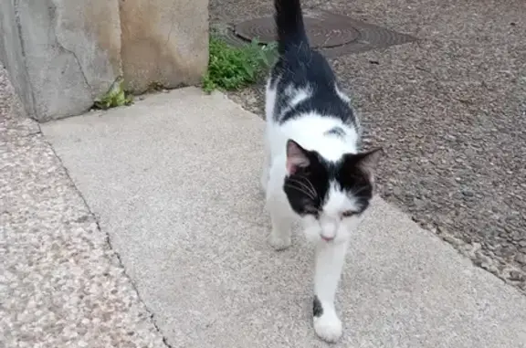 Chat trouvé, sociable, Rue du 14 Juillet, Nevers - photo