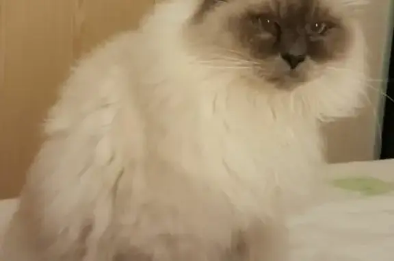 Animaux perdus Saint-Georges-sur-Eure, photo: Chat Sacré de Birmanie disparu à Saint-Georges