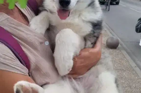 Bébé husky trouvé à Aigues-Mortes - photo