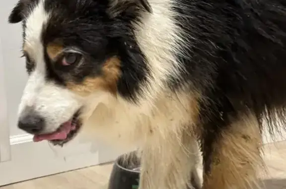 Chienne trouvée sous la pluie à Chamalières - photo