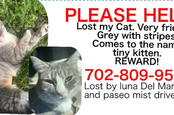 Missing Cat! $500 Reward - Grey & White