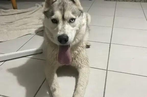 Husky femelle trouvée à Sainte-Eulalie - photo