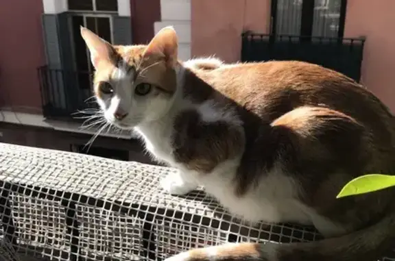 ¡Gato Perdido! Blanco y Naranja, 7.5 Kg, Madrid