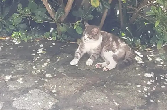 Chat trouvé : femelle grise et blanche câline - photo