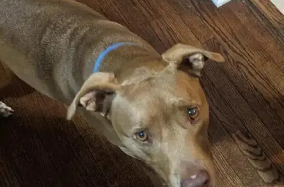 Lost Dog Alert: Sweet Pitbull/Catahoula Mix