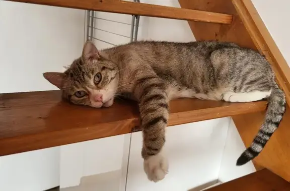 Animaux perdus Audincourt, photo: Chat mâle diabétique disparu à Audincourt