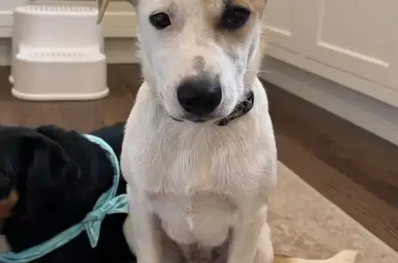 Missing Jack Russell Mix on Riverside Dr