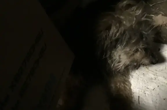 Chien marron mal voyant trouvé au Revest-les-Eaux - photo