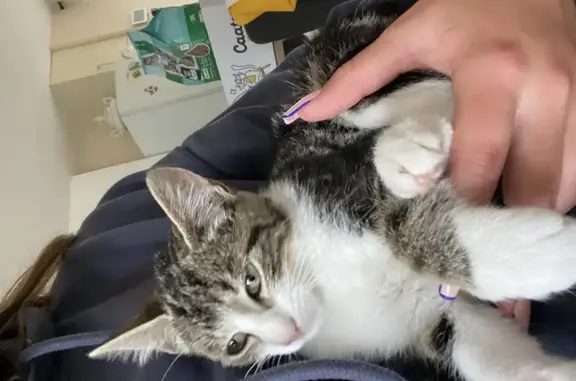 Chat trouvé , photo: Chat européen trouvé non identifié à Guipry-Messac