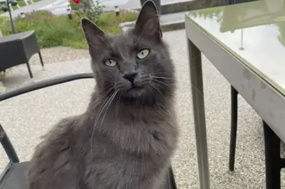 Animaux trouvés , photo: Chat chartreux gris trouvé à Yssingeaux