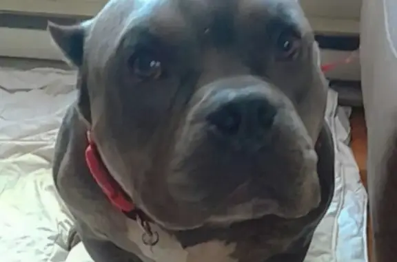 Lost Dark Gray Male American Bully - Asheboro