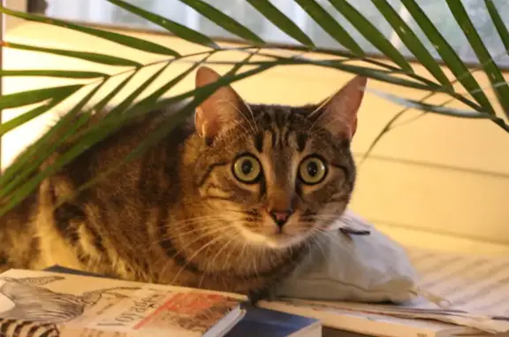 Chat perdu, Montoire-sur-le-Loir, photo: Chatte perdue à Montoire: Boussole