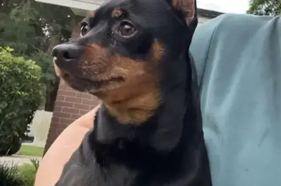 Lost Miniature Pinscher on Lake Ruth Blvd