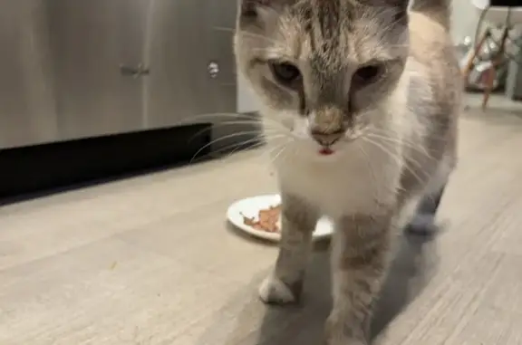 Sweet Tan-Grey Cat Found on West Hudson St.