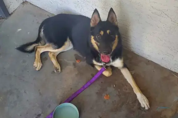 Found: Male German Shepherd Mix, N. 19th Ave PHX