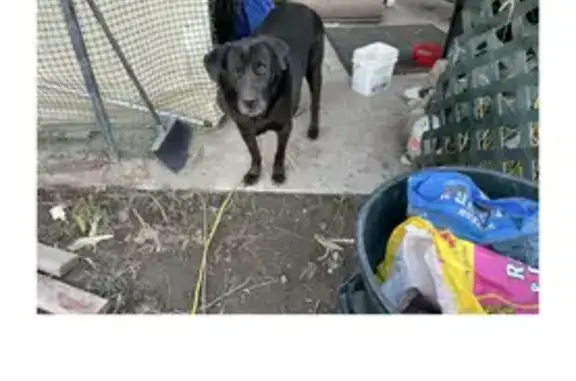 Lost Black Great Dane Mix Needs Meds - WV City