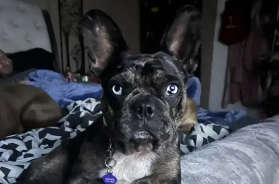 Lost French Bulldog - Reward! Help Us Find Her