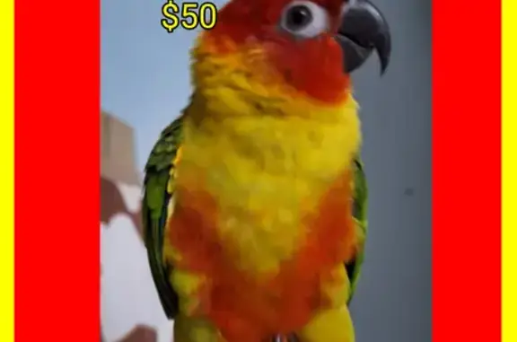 Lost Jenday Conure: Bright Red Face, Green Wings