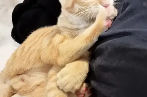 Chaton roux câlin trouvé à Bordeaux - photo