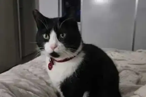 Lost Black & White Cat - Cape Town, Help!