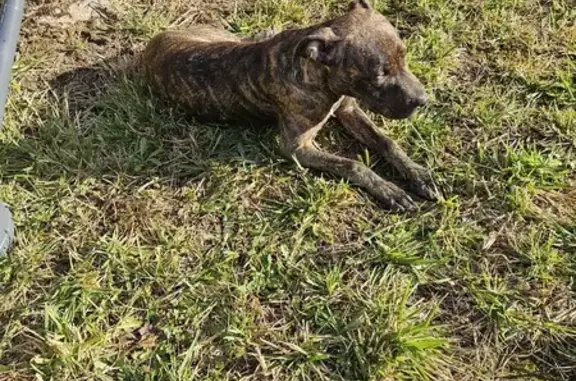 Staffie trouvé, blessé babine, Place Jean Saillant - photo