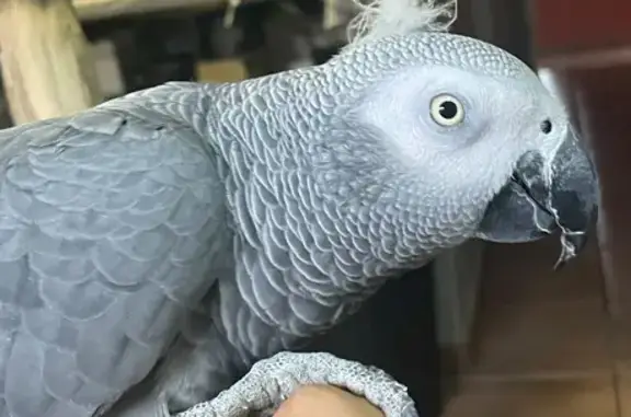 Lost African Grey Parrot with...