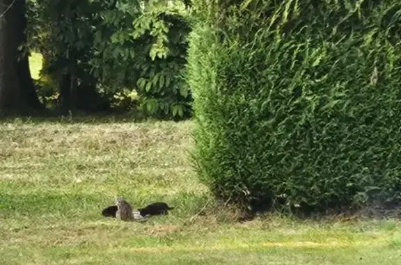 Chatons noirs et mère grise trouvés à Péaule - photo