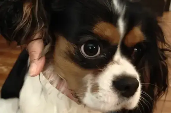Chien Cavalier King Charles trouvé à Clamart - photo