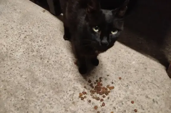 Chat trouvé , photo: Chatte noire trouvée Rue des Tilleuls