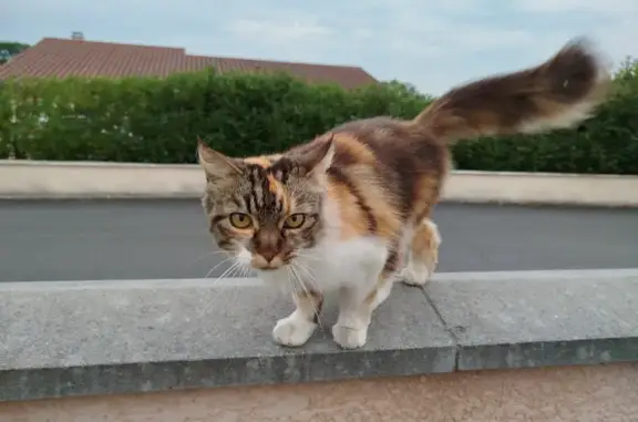 Chat trouvé , photo: Chat trouvé à Bâgé-Dommartin, Impasse Monnet