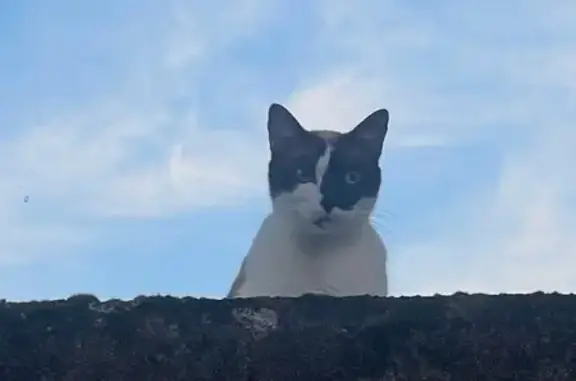 Animaux perdus Orléans, photo: Chat Disparu à Orléans: Aidez-nous à le Retrouver!