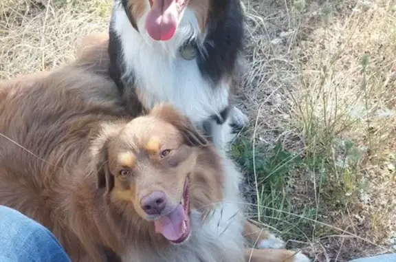 Lost Australian Shepherds in Corvallis