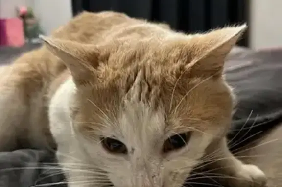 Found pets , photo: Injured Cat Found: Orange & White, Black Collar