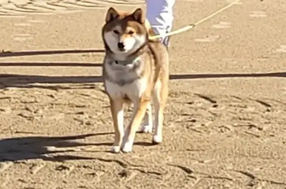 Chien perdu , photo : Chien Shiba roux perdu à Montignac-Lascaux