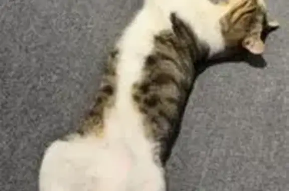 Chat perdu, Argenteuil, photo: Chat mâle gris et blanc perdu à Argenteuil