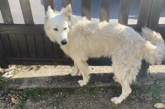 Berger blanc suisse trouvé apeuré à Rignac - photo