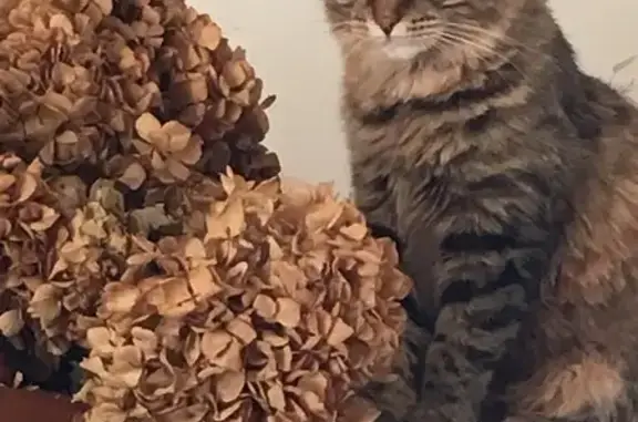 Animaux perdus Cournonterral, photo: Chat disparu, poil mi-long, soins urgents