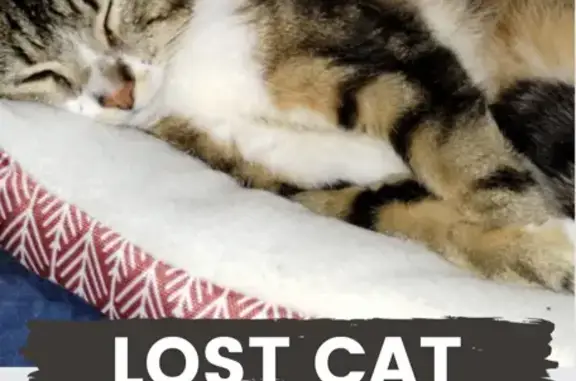 Missing Tabby Cat: Stolen on Newskah Rd, Aberdeen