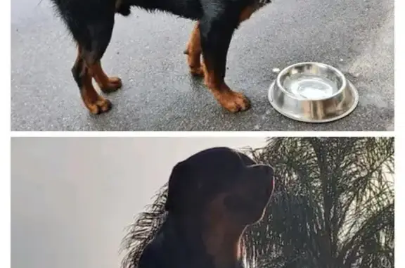 Lost Rottweiler: Black/Tan, Microchipped, Chatsworth