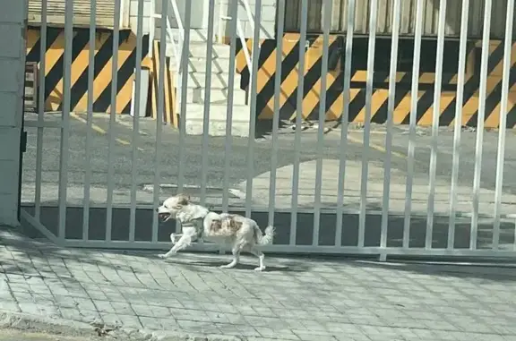 ¡Urgente! Perrita Mayor Herida Perdida en Alcoy