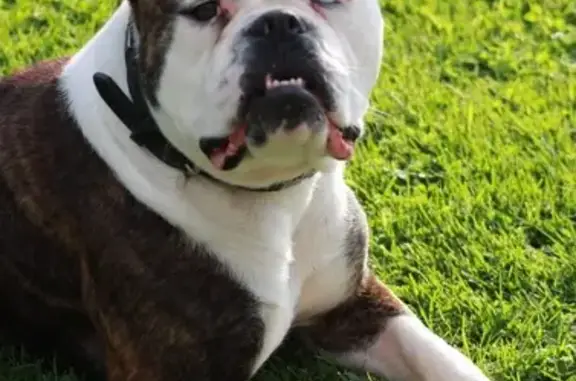 Chien perdu , photo : Nina, bouledogue américain perdue à Saint-Denis