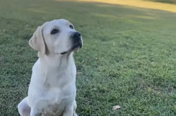 Missing Yellow Lab Near Plymouth Rd, Felton