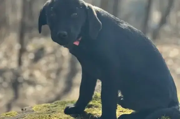 Lost Black Lab Puppy: Fremont, Hopi Lane