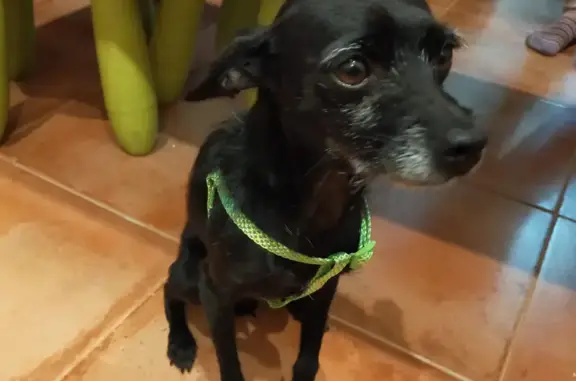 ¡Perro Perdido! Negry, Mestizo Negro en Espartinas