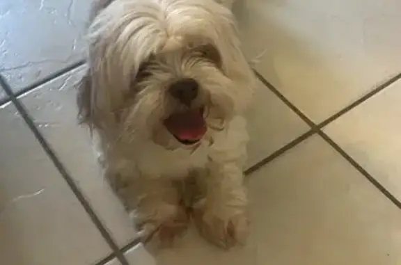 Missing Lhasa Apso: White/Brown in San Marcos