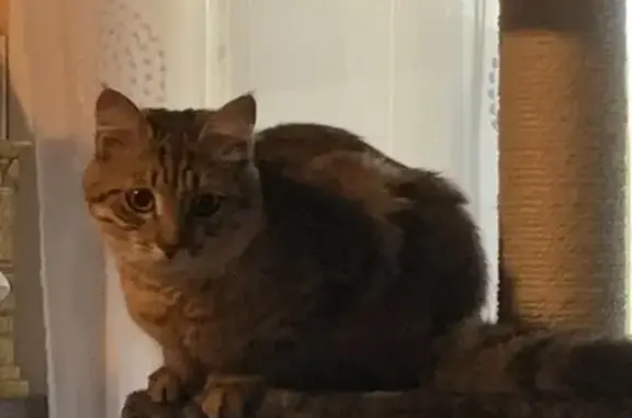 Animaux perdus , photo: Chatte tigrée marron disparue à Besançon