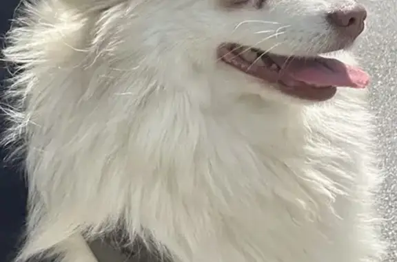 Chien blanc aux yeux bleus trouvé à Oulins - photo