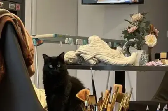 Chatte noire disparue à Villelongue-de-la-Salanque - photo