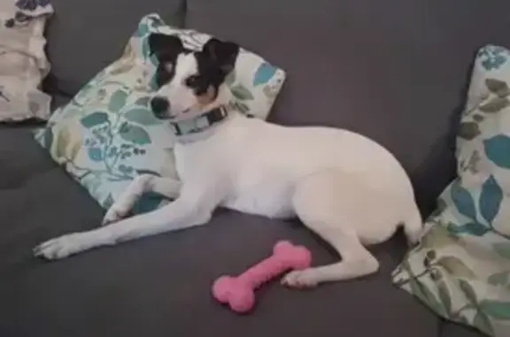 Perros perdidos, , foto: ¡Perro Perdido! Bimba, Bodeguero Andaluz