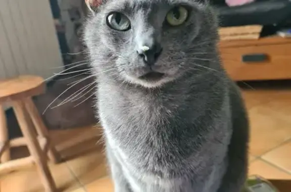 Animaux perdus , photo: Chatte grise perdue à Brignac-la-Plaine